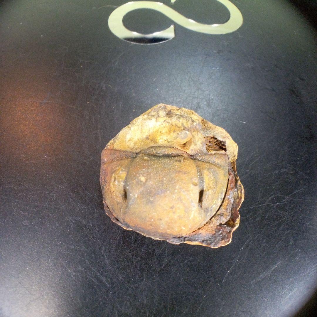 三葉虫 化石 fossil ボリビア産 trilobite 南アメリカ化石郡⑤ 美術品