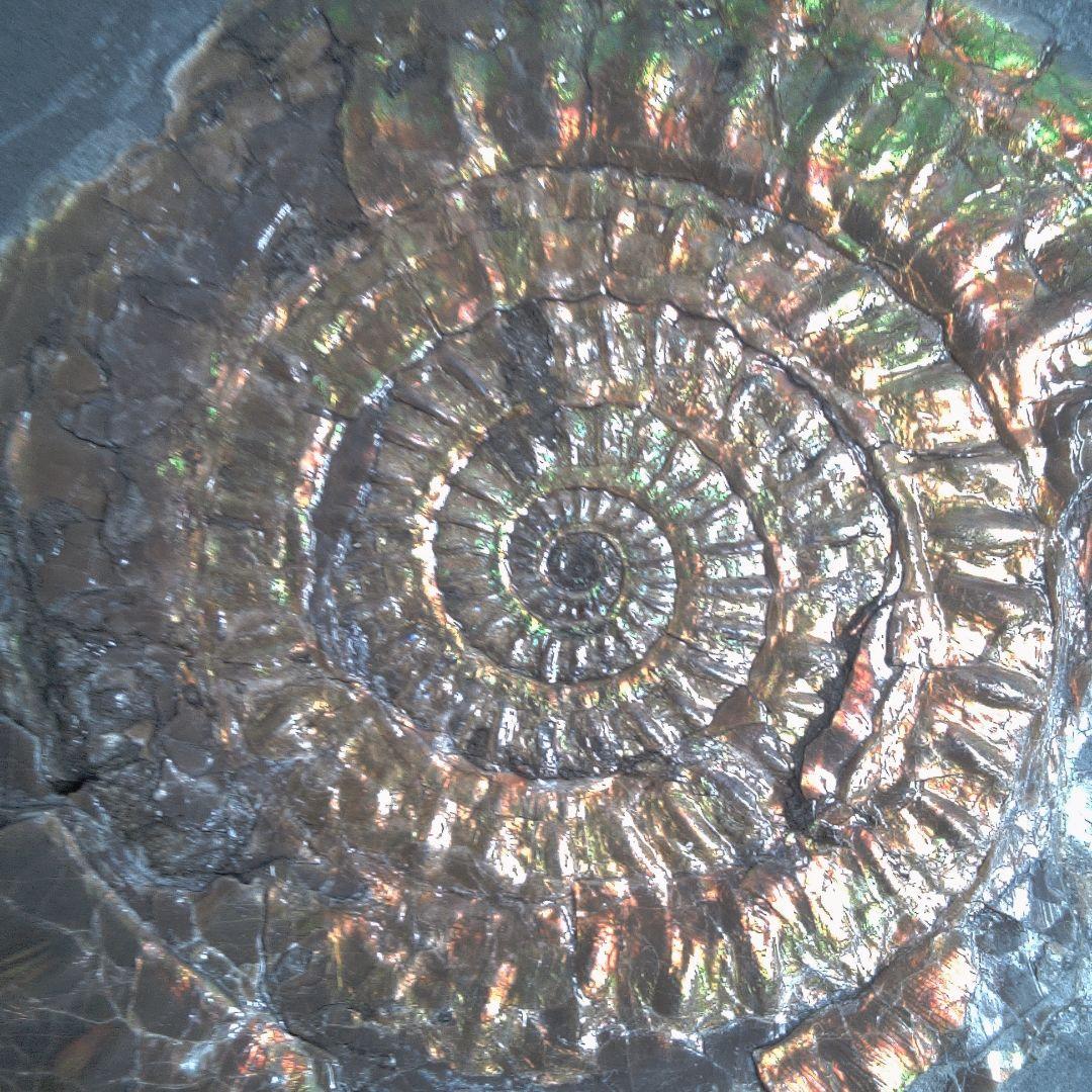 小物1 Caloceras Johnstoni 化石 ジュラ紀