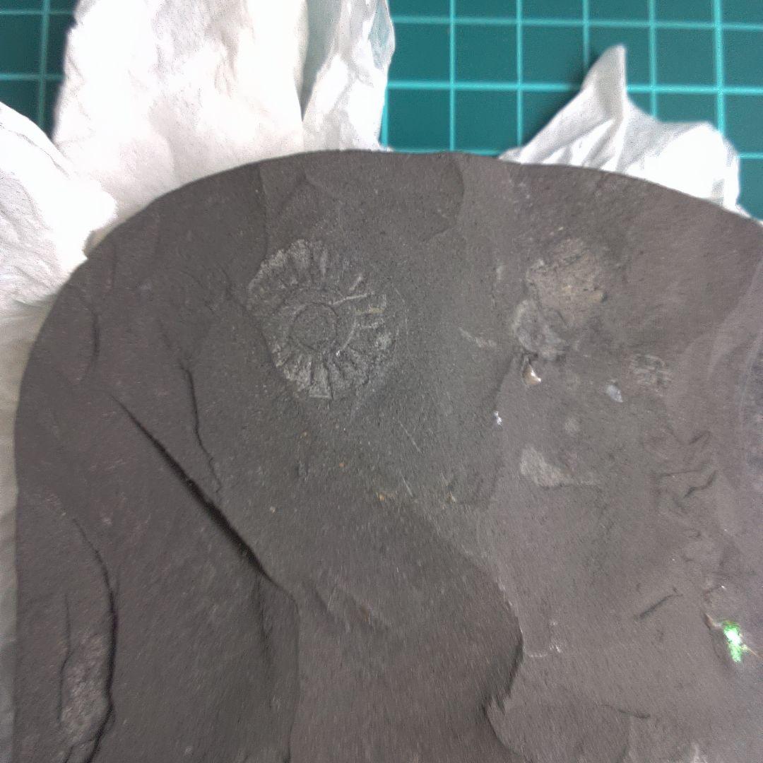 小物1 Caloceras Johnstoni 化石 ジュラ紀