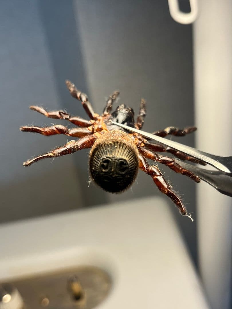 ミドル】シリキレグモ トラップドアスパイダー タランチュラサソリ