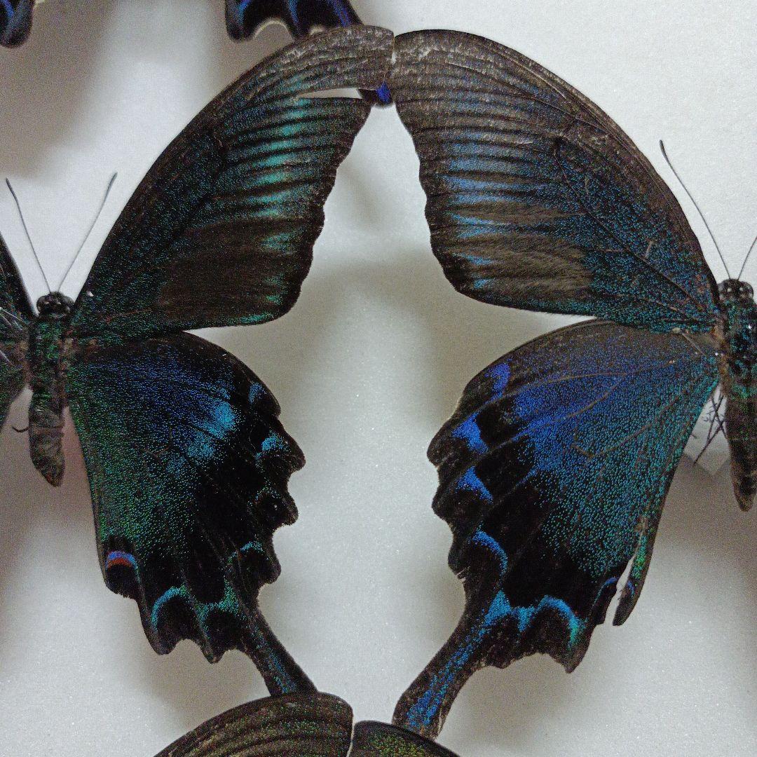 昭和63年当時物徳島県採取蝶々ガラス木製枠横幅50X縦42X厚さ6