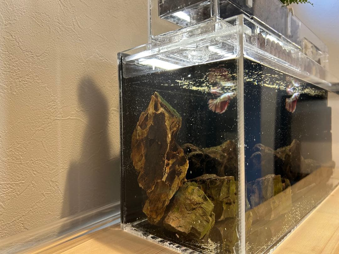 先日アップしたベタのミニアクアポニックス水槽を改造。 水の循環が