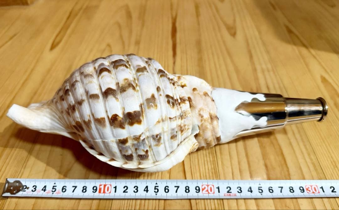 修験道法螺貝 山伏 密教 魔除け 熊よけ❣️ほら貝 ホラガ