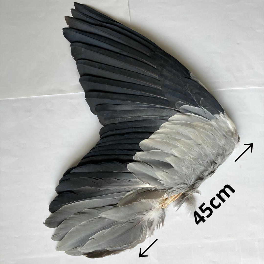 アオサギの翼標本と尾標本 鳥の羽根 - メルカリ