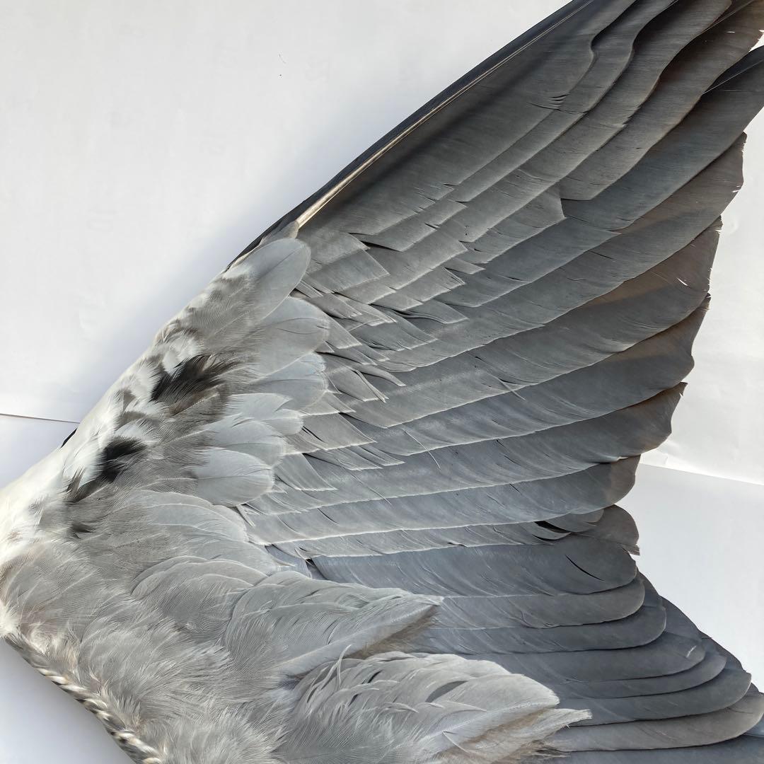 アオサギの翼標本と尾標本 鳥の羽根 - メルカリ