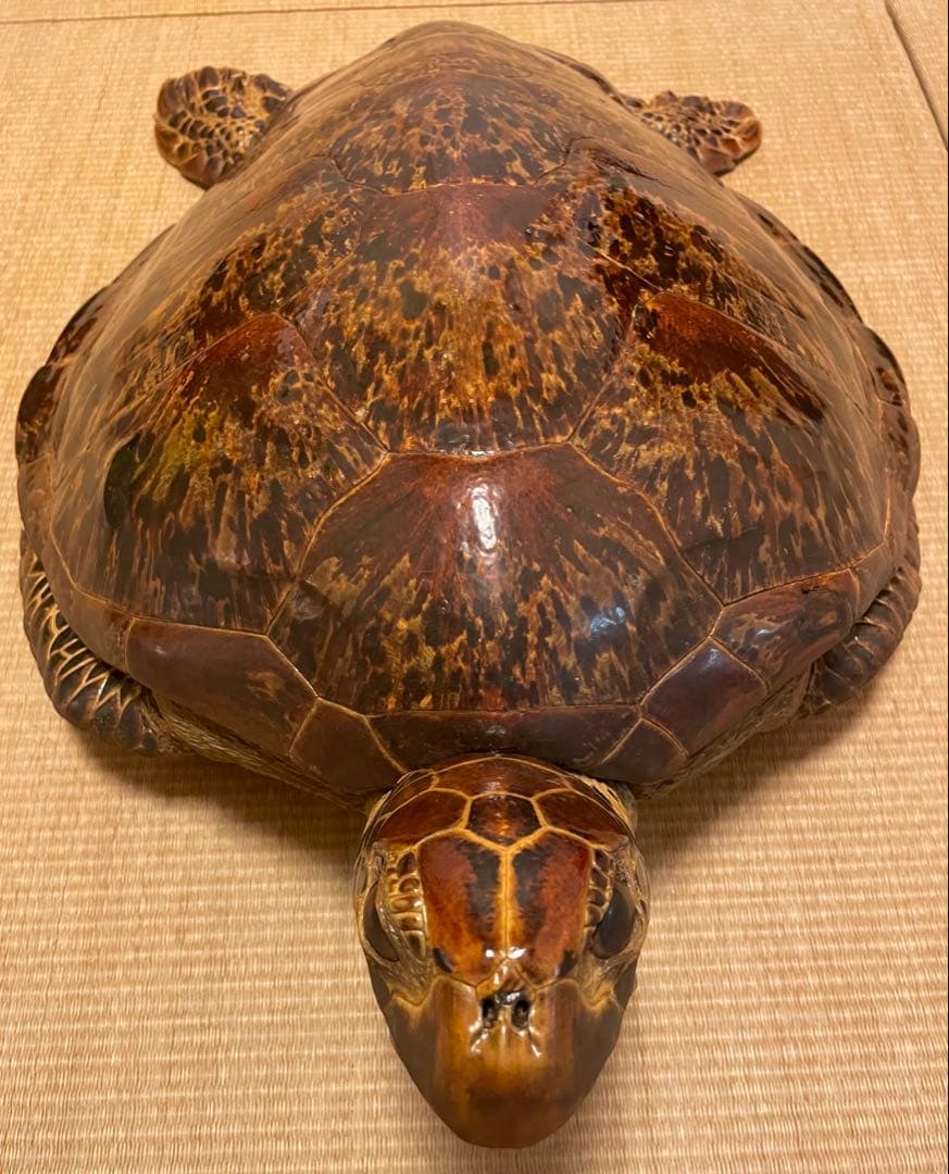 希少】アオウミガメ 剥製 大きめ「国際希少野生動植物登録票」あり