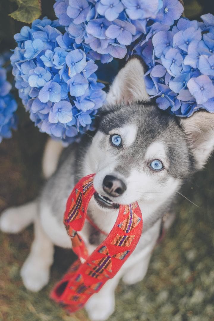 Etna Red スペイン製 高級犬用リード（小型犬中型犬）