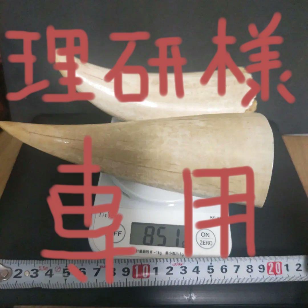 鯨 鯨の歯 マッコウクジラ 鯨歯 2 本 鯨 鯨の歯 マッコウクジラ 鯨歯 2 本