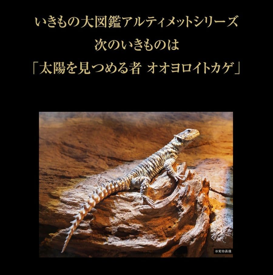 いきもの大図鑑アルティメット オオヨロイトカゲ - カプセルトイ