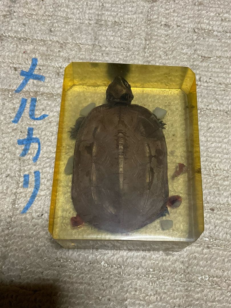 レジン亀／クサガメのレジン標本となります。【お土産品で購入した物
