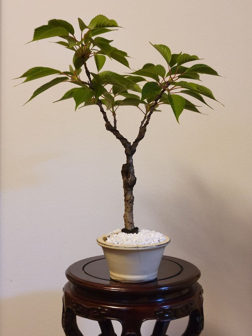 永楽 盆栽鉢 桜の豪華寄植え 落ち葉型 信楽焼鉢 12号の盆栽を 桜の豪華