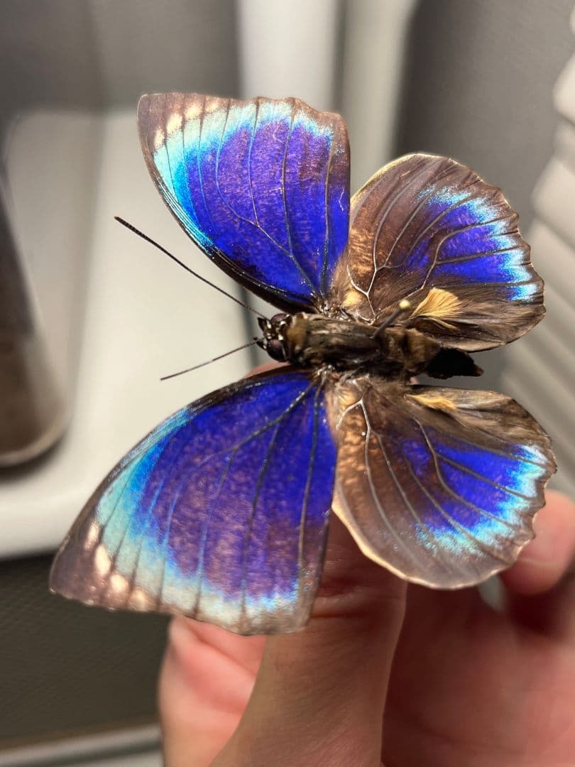 アグリアスファルキドンフルニエラ♂ ペリクレスミイロタテハ 蝶標本