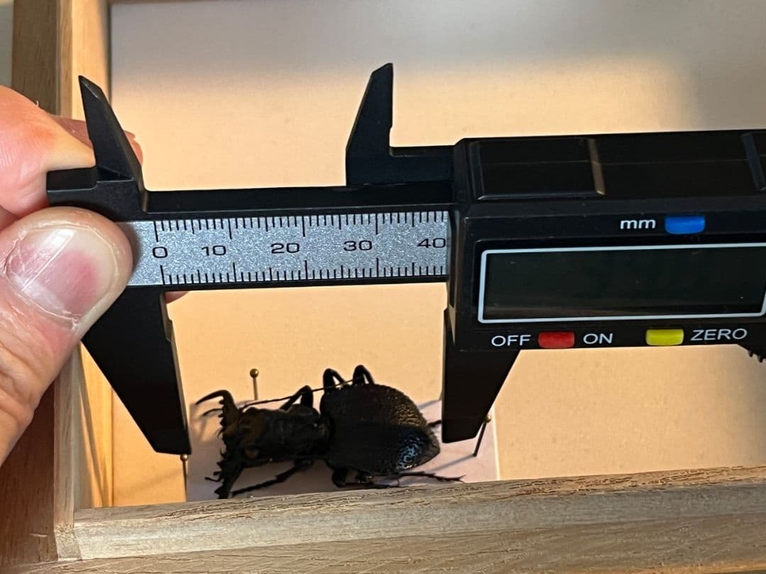 大閻魔斑猫希少種】オオエンマハンミョウ Manticora 産 昆虫標本