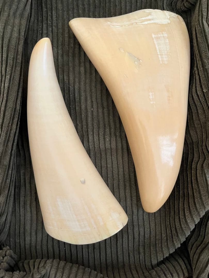 抹香鯨牙　マッコウクジラ