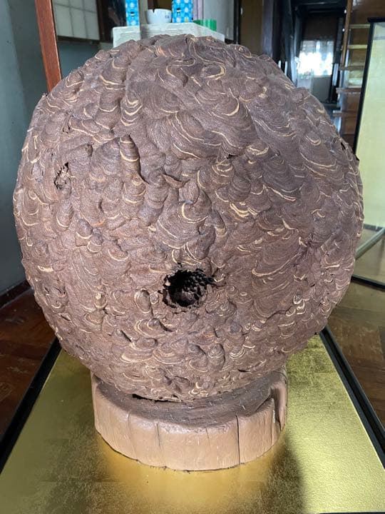 ⚠️近日処分】特大 スズメバチの巣 特注ガラスケース入り 希少 縁起物