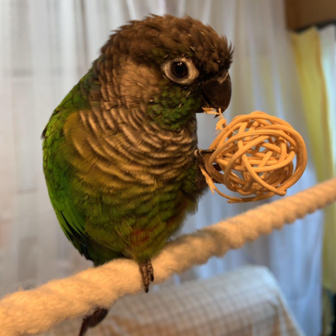 ハンドメイド インコのおもちゃ、止まり木 オーダーページ UP