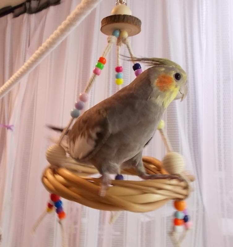 ハンドメイド インコのおもちゃ、止まり木 オーダーページ UP