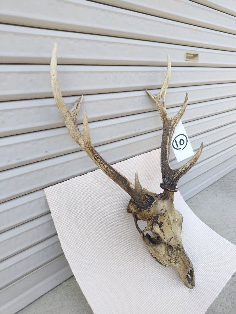 ニホンジカの角（NO.1）