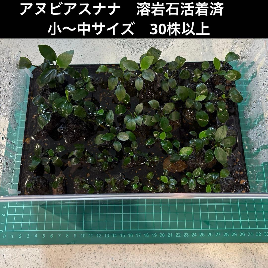 アヌビアス・ナナホワイト＋ブセファランドラ・バイオレット セット