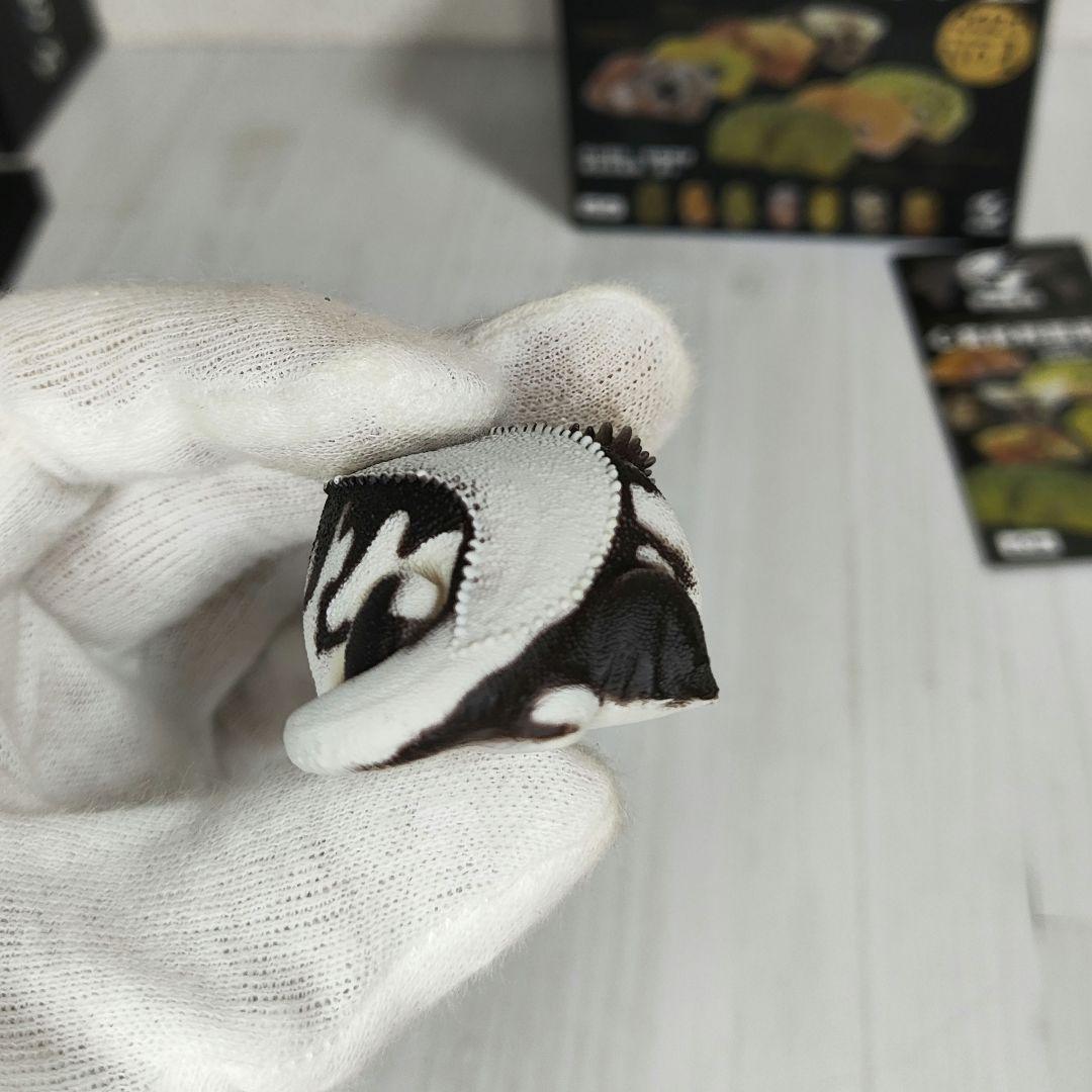 【動物の惑星】スーパーレア!韓国限定リリー&150体限定カエル!! フィギュア