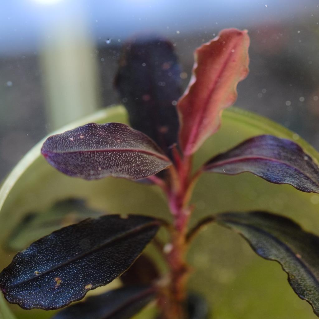 紫・ラメ】ブセファランドラ ショップ sp. Brownie neo 2015 1株