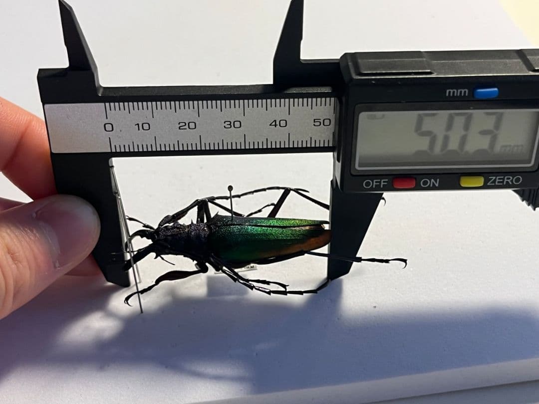 青緑黄】ルリオニカミキリ ムラサキオニノコギリカミキリ 昆虫標本