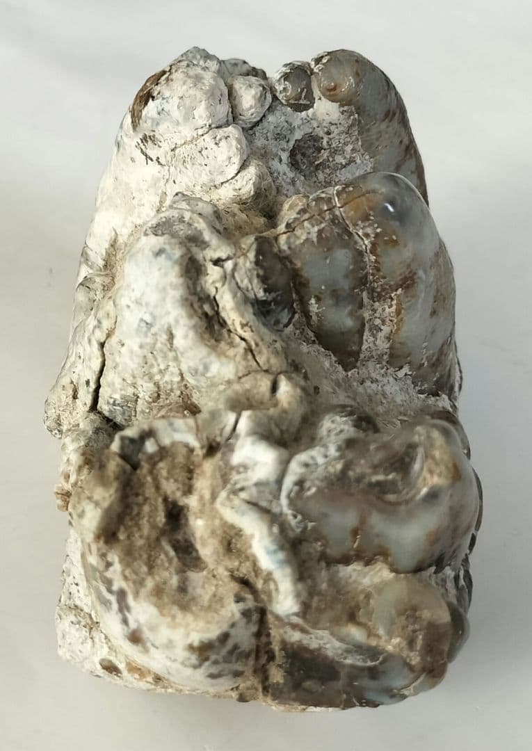 ペンタロフォドンの歯の化石の通販はau PAY マーケット - 輸入雑貨の