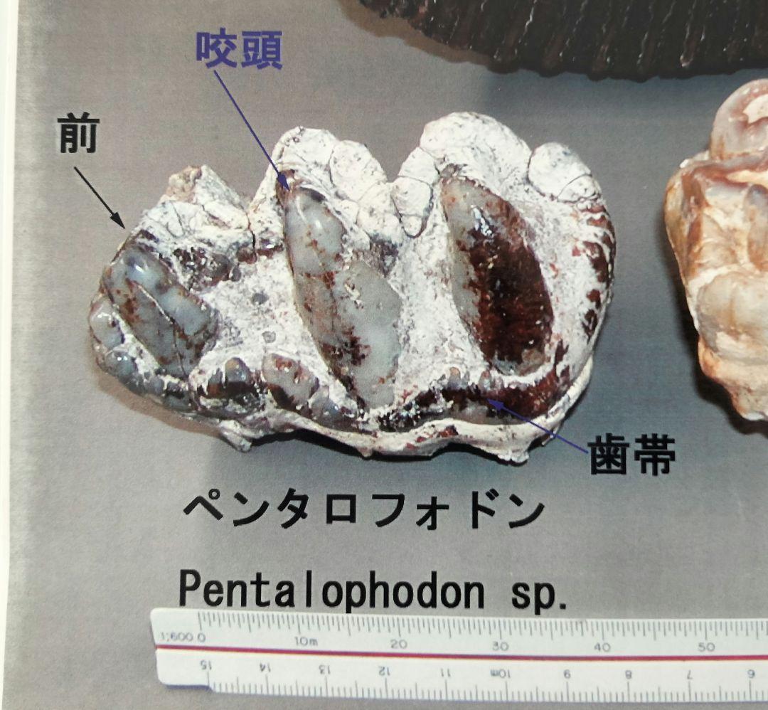 ペンタロフォドンの歯の化石の通販はau PAY マーケット - 輸入雑貨の