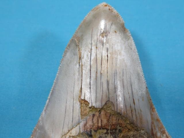 化石 サメの歯・メガロドン・インドネシア・7.3 cm・No.1443