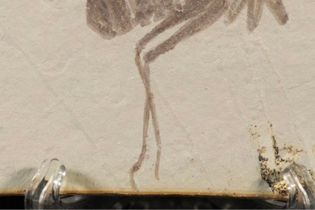 トンボ幼虫化石 標本