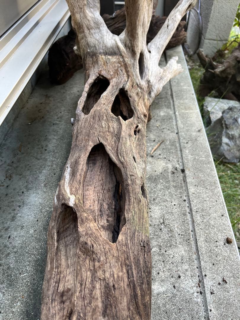 超大型流木 水槽用 アクアリウム③