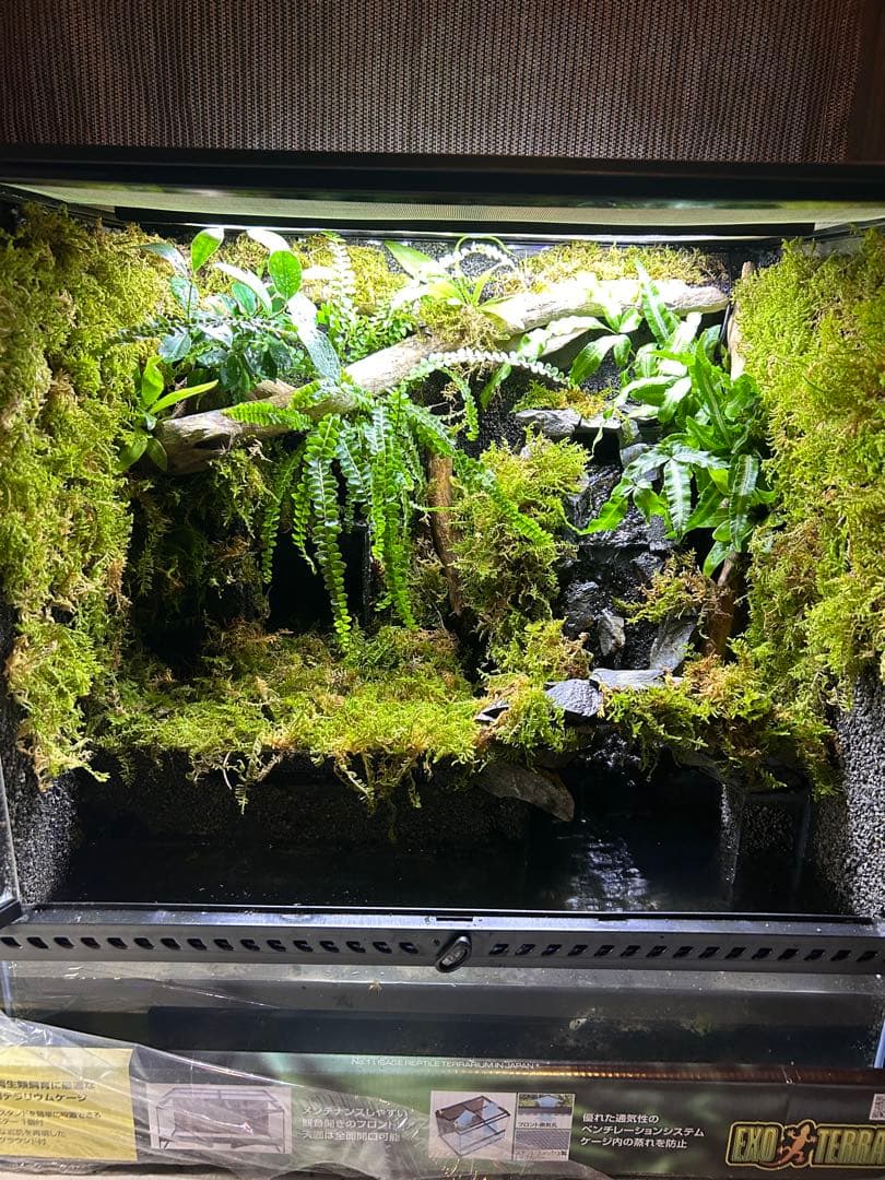 エキゾテラ6060レイアウト水槽 エキゾテラ6060レイアウト水槽 エキゾテラ6060レイアウト水槽