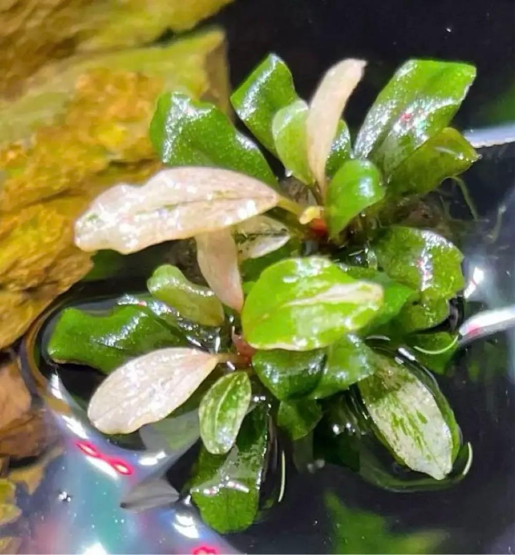 ブセファランドラ sp.ピンク バリエガータ 斑入り C99410852