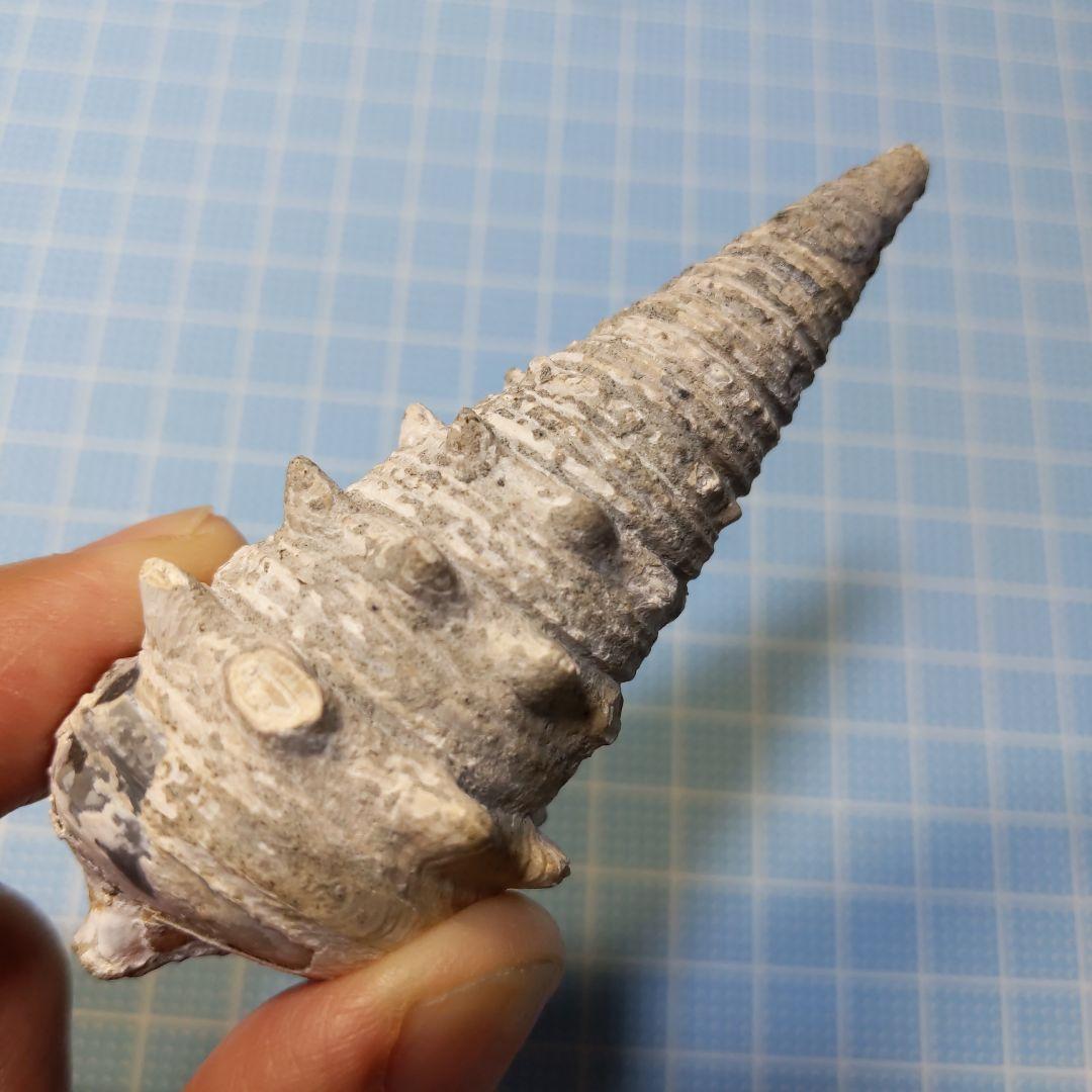 化石(樹木)6月 価格 化石(樹木)6月 価格