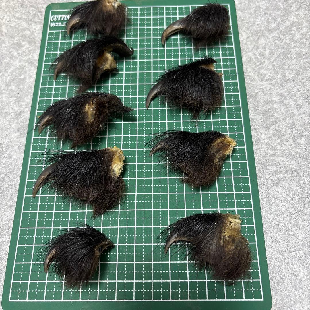 熊の爪　天然　17本セット