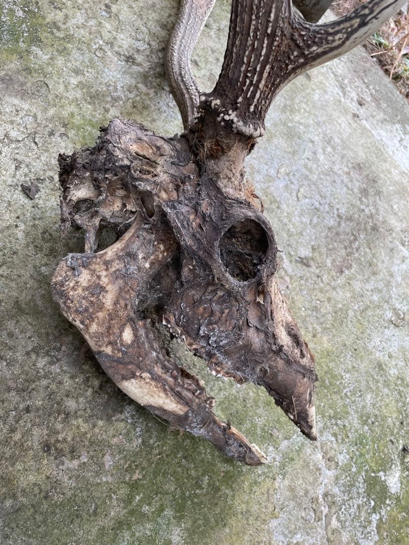 チーズ おおともチーズ工房 チーズセットA: ホクレン|【JAタウン】産地直送