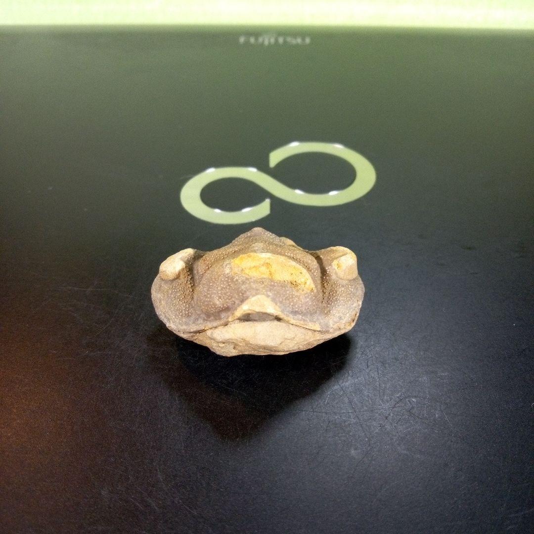 三葉虫化石fossilボリビア産trilobite南アメリカ化石郡⑧