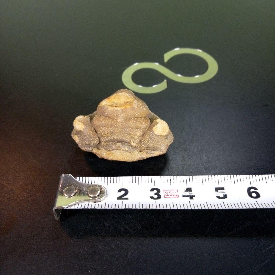 三葉虫化石fossilボリビア産trilobite南アメリカ化石郡⑧