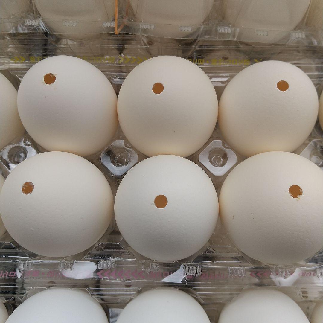 卵の殻(白色)穴1つ 150個