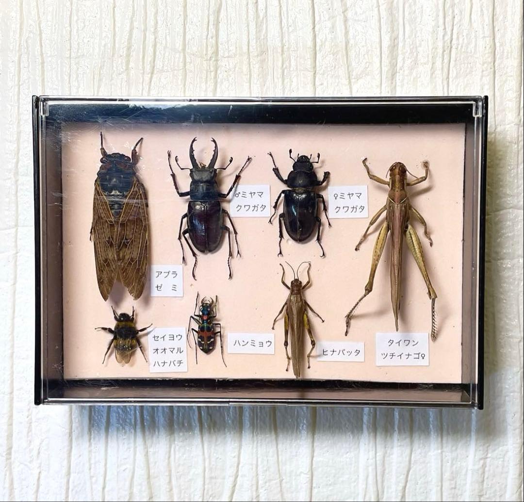 虫標本 日本の虫6種7頭セット インテリア - メルカリ