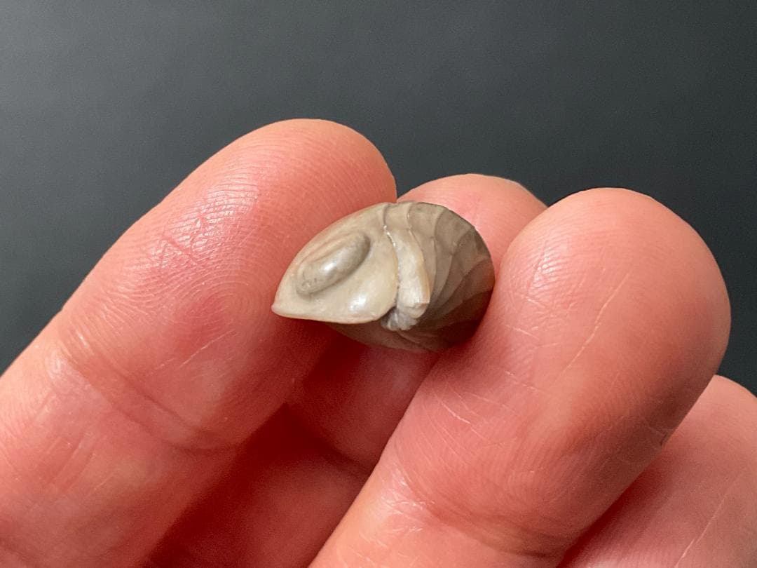 ニレウス アルマジロ [TB70] 三葉虫 化石 - メルカリ