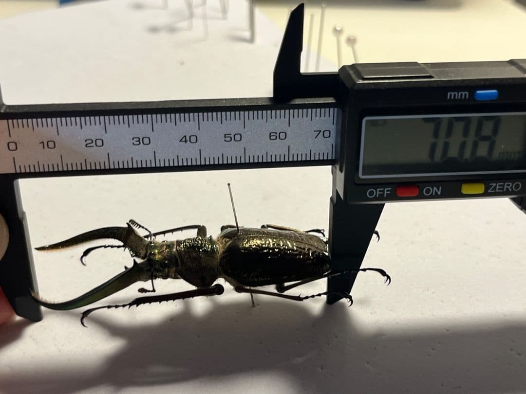 顎YELLOW】ギガンテウスシワバネクワガタ 昆虫標本 ニジイロクワガタ