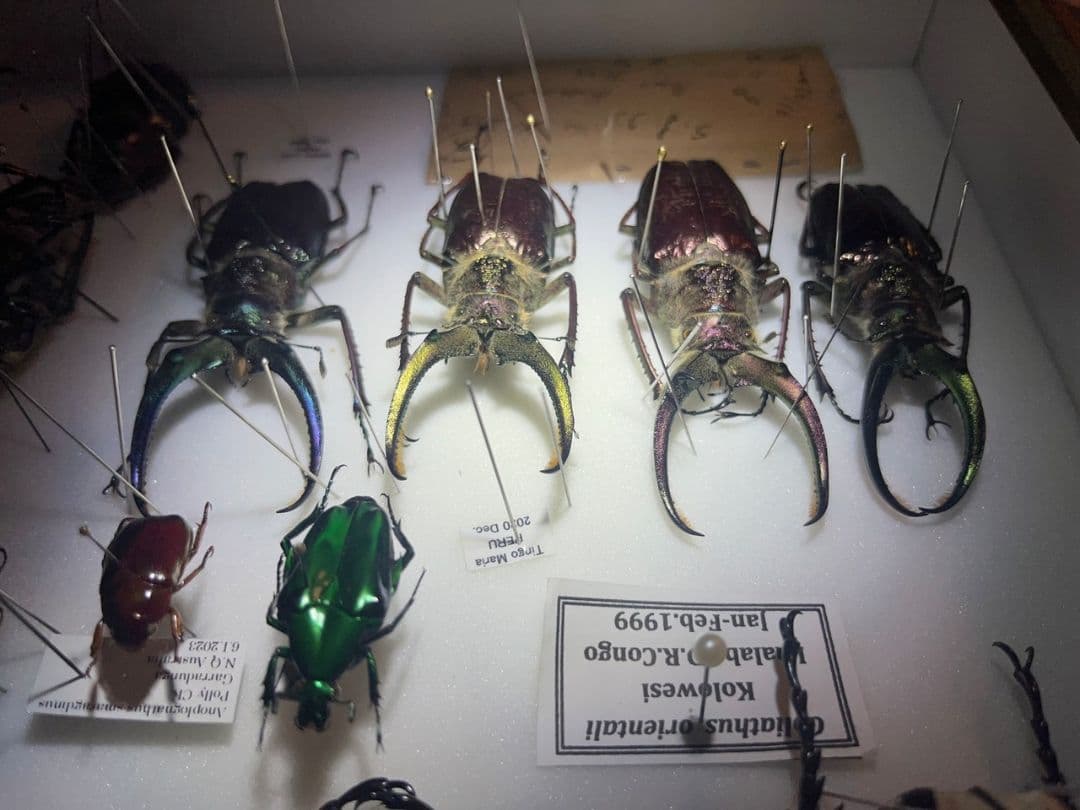 顎YELLOW】ギガンテウスシワバネクワガタ 昆虫標本 ニジイロクワガタ