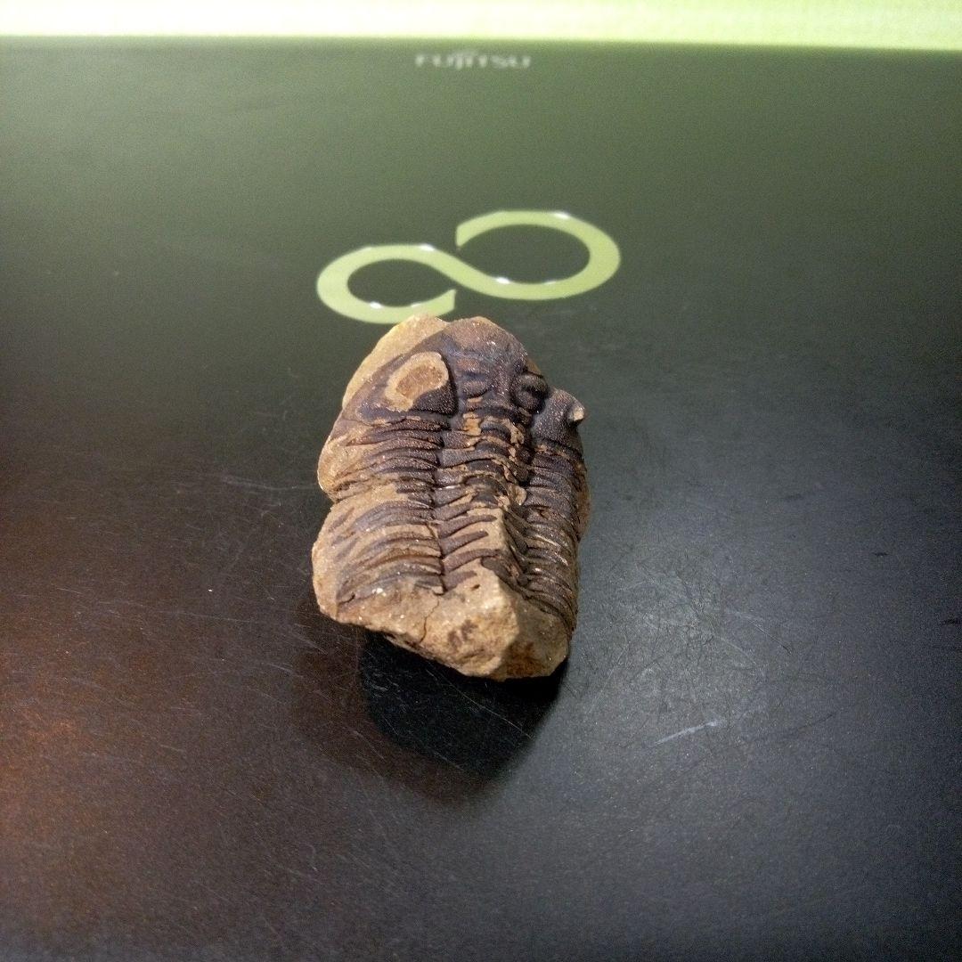 三葉虫 化石 fossil ボリビア産 トライロバイト Fossil番号⑤
