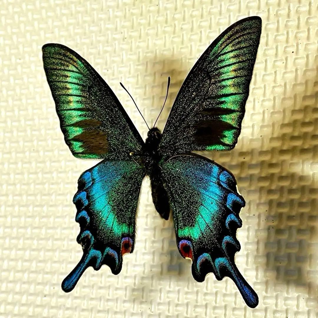 蝶の標本 モルフォの世界(特大) 生きる勇気をもらった…世界一美しい