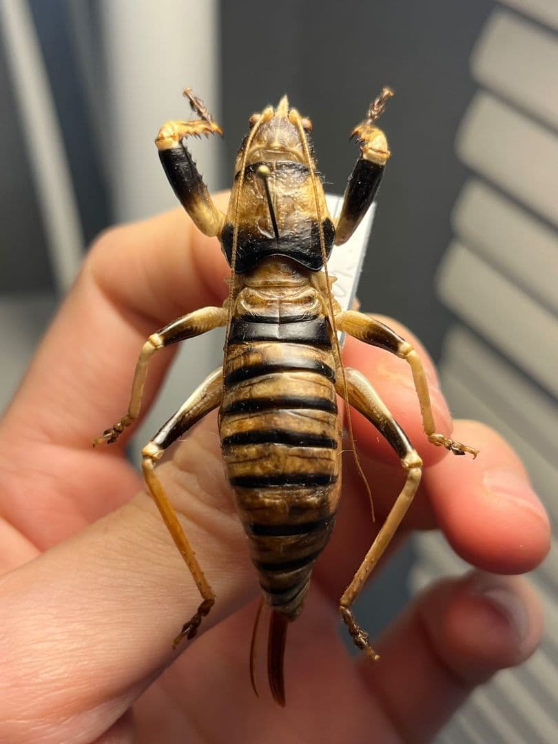 標本】ジャワイエローニー アースタイガー タランチュラホーク ムカデ