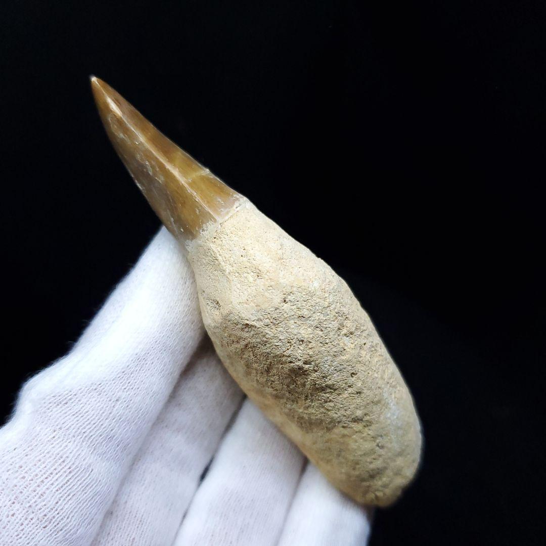 美品 歯根付き モササウルス 化石 歯 本物 85.97mm mos49