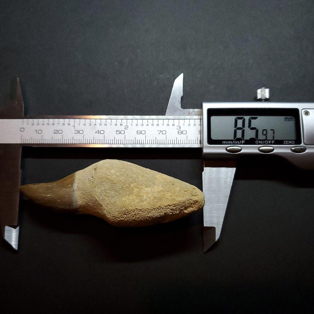 美品 歯根付き モササウルス 化石 歯 本物 85.97mm mos49