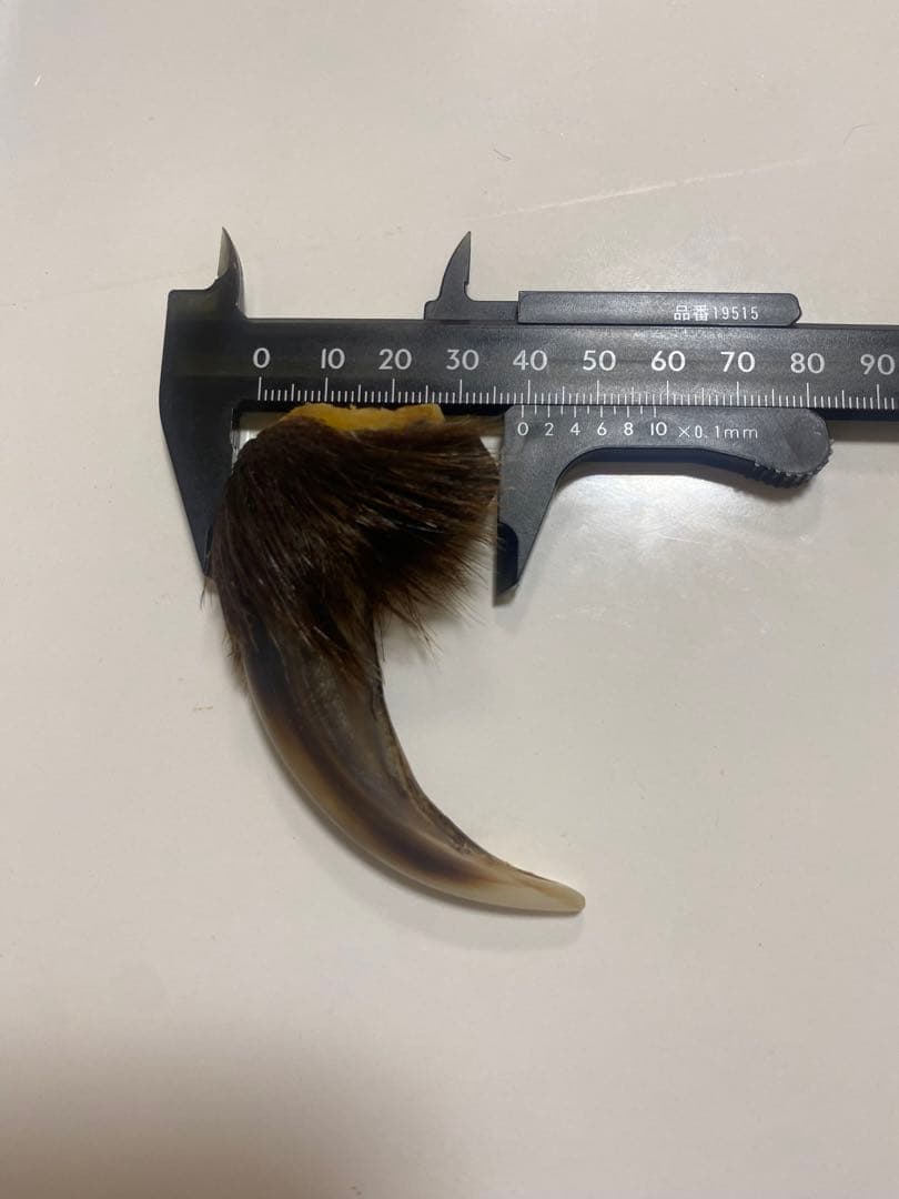 熊の爪　熊爪　巨大ヒグマ熊爪　送料無料