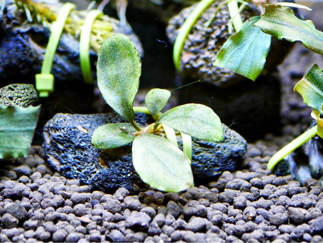 《激美》ブセファランドラ『不確定種１２株』【完全水中葉】溶岩石活着株